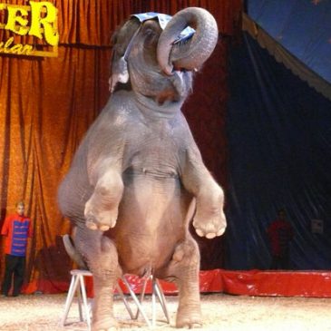 Tarde no Circo