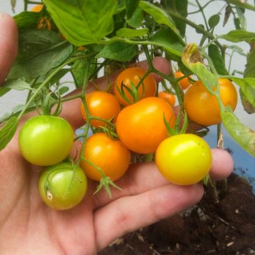 O que são ALIMENTOS ORGÂNICOS?